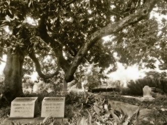 Old trees and old tombstones