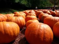 Rows and rows of pumpkins